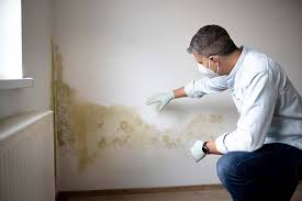 Best Black Mold Removal  in Andrews Af, MD